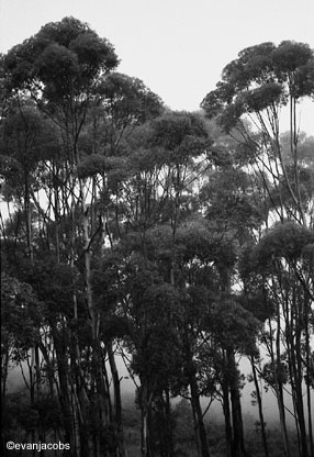 Trees - South Africa