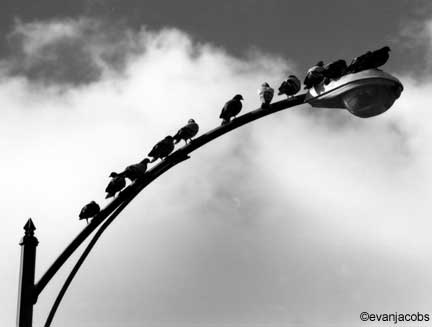 Birds on a streetlight