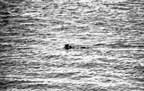 Nessie
